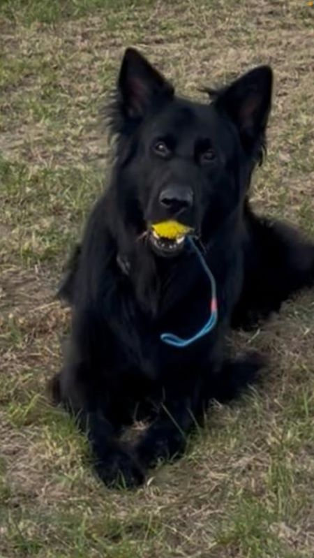 Wer Hunde nicht gut behandelt, sollte nie mehr einen Hund halten dürfen