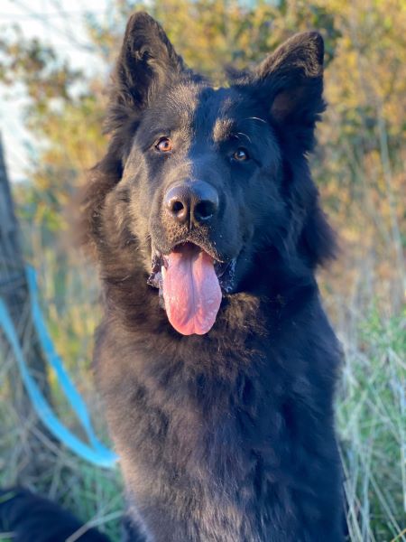 Wer Hunde nicht gut behandelt, sollte nie mehr einen Hund halten dürfen