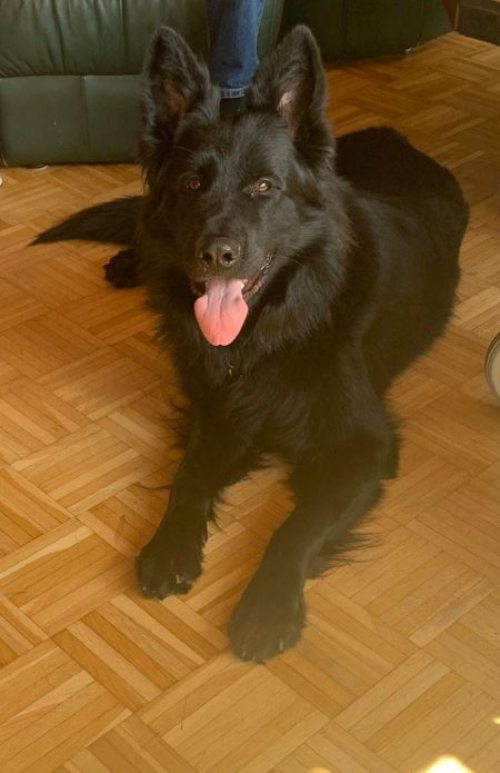 Wer Hunde nicht gut behandelt, sollte nie mehr einen Hund halten dürfen